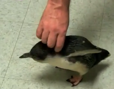 Tickle the Penguin!